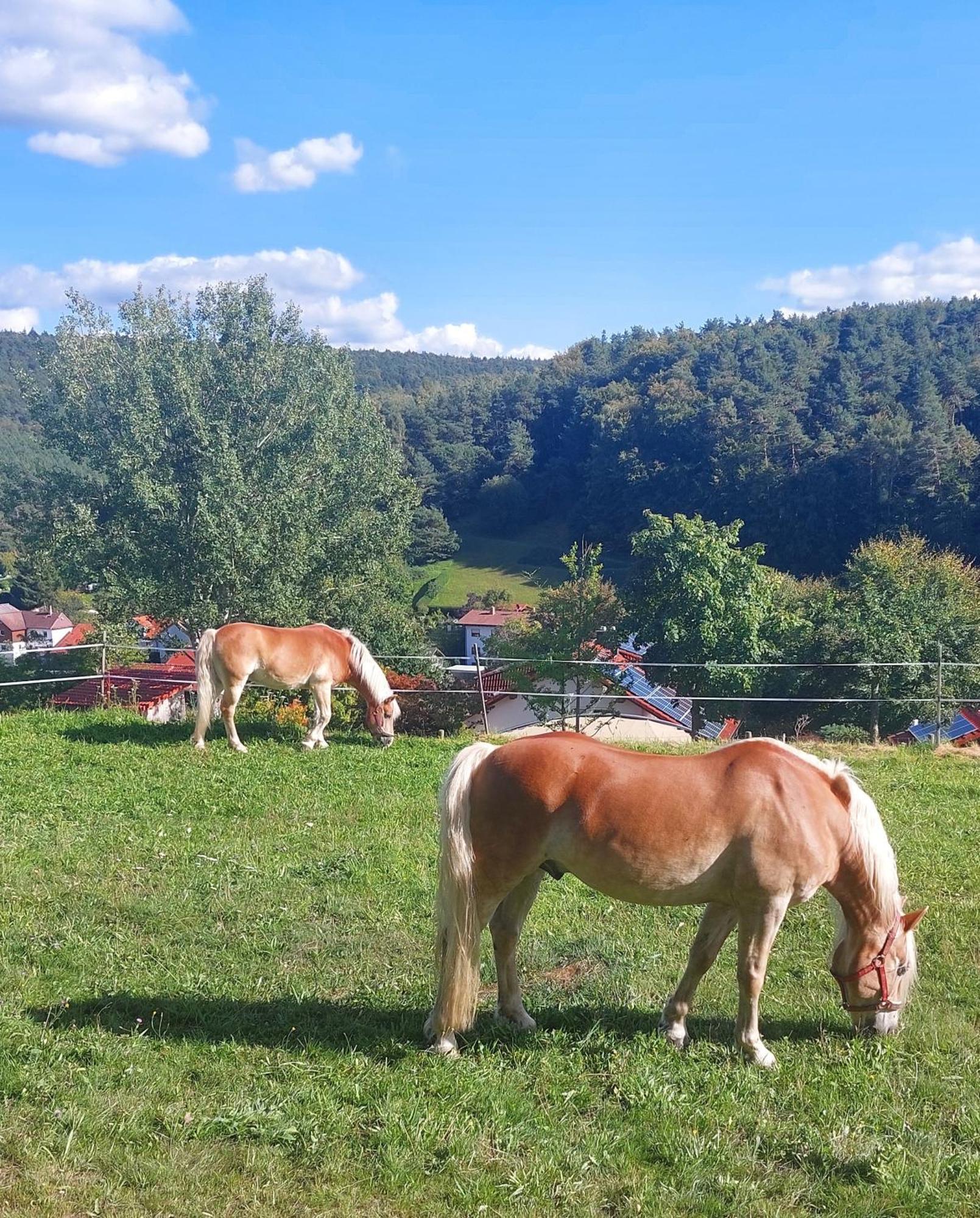 فيلا Bergfeldhof Haingrund المظهر الخارجي الصورة